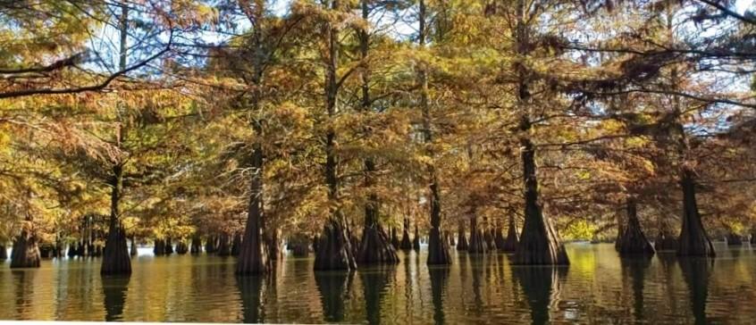 Lake Chicot State Park A “C” of Discovery Arkansas State Parks